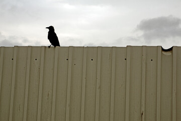 Raven on a tin fence against a cloudy sky