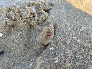 closeup of a ladybug on the sand which is believed to bring a good luck