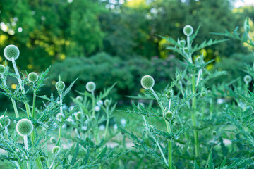 Echinops ritro or Globe thistle blooming in the summer garden.