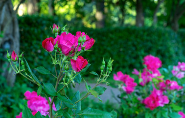 Buds of pink roses at the very beginning of their flowering.