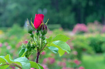 Buds of red roses at the very beginning of their flowering.