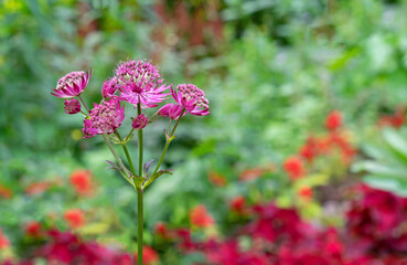 Blooming Astrantia major Rosa Lee masterwort in summer garden.