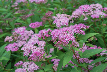 Pink spirea Japanese, feather-fern, Astilbe japonica or cuckoo bee.