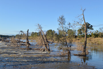 Trees damaged and uprooted by the Australian floods at Yarramundi in Sydney's west