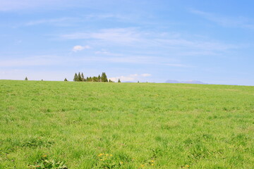 春の草原