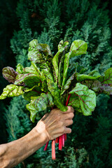 Naklejka na ściany i meble fresh swiss chard in garden - organic gardening