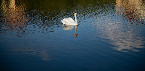 beautiful white swan swimming on lake