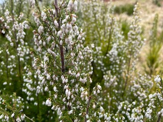 semi closeup of cute light pink and white flowers blossom in the field, selective focus on the center