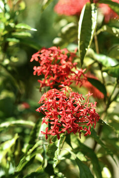 Close up image of a red chinese ixora flowers. Concept of nature, botanical park and garden