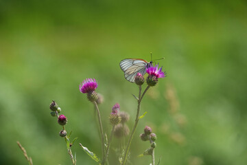 Cabbage Pieris brassicae, diurnal butterfly from the whitefly family Pieridae summer on a flower