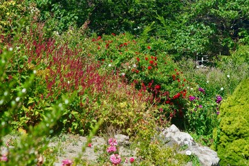 flowers in the garden