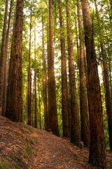 Sendero en bosque de secuoyas al atardecer
