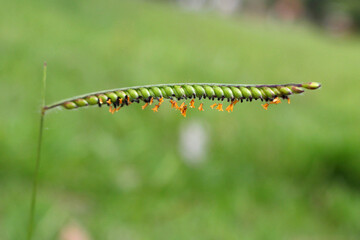 String Bell