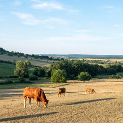 bull and cows in landscape of parc regional naturel de vosges du nord