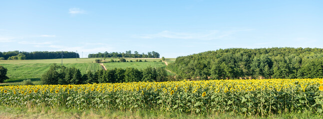 vosges landscape with sunflower fields under blue sky in france