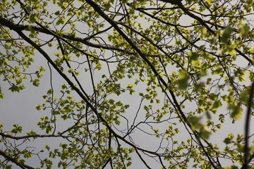 branches against sky