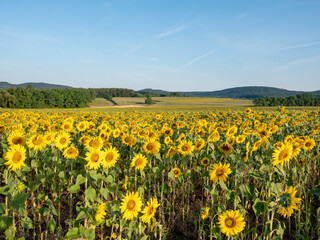 vosges landscape with sunflower fields under blue sky in france