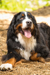 座るバーニーズマウンテンドッグのポートレート