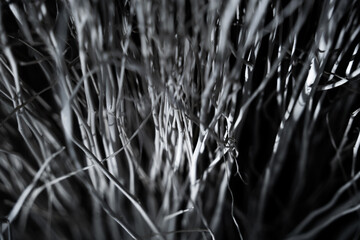 Macro background of natural sponge that looks like roots