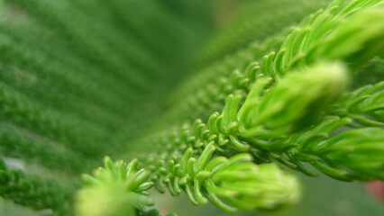 close-up, fresh, verdant, coniferous, cypress leaves