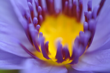 close-up, pond, sunshine, elegant, clean, lotus