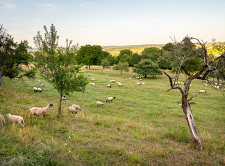 sheep in grass with flowers of rural countryside landscape in french park natural regional du vosges du nord
