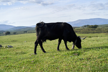 Close-up of black cow with green grazing land.