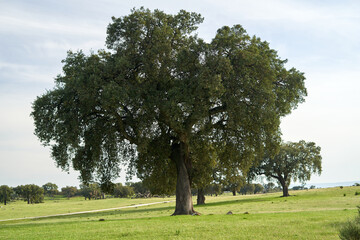 Strong Oak tree has lush foliage on a meadow.