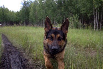 The dog poses for the camera, the front and back backgrounds are blurred