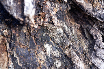 Oak bark texture background