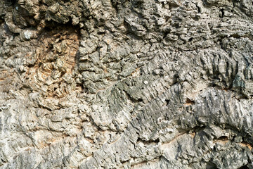 Oak bark texture background