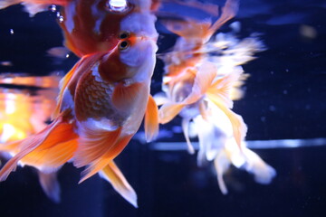 金魚