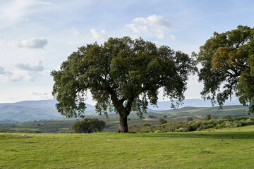 Strong Oak tree has lush foliage on a meadow.