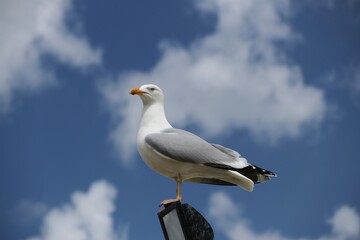 Seagull – Coastline – England