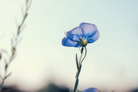 Beautiful single flux flower aginst blue sky. Linum perenne. Creative toning. Natural floral background