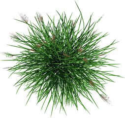 Top view of Plant (Vetiver Chrysopogon zizanioides) Tree illustration vector	
