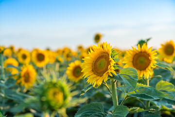 A beautiful field of sunflowers against the sky in the evening light of a summer sunset. Sunbeams through the flower field. Natural background. Copy space.