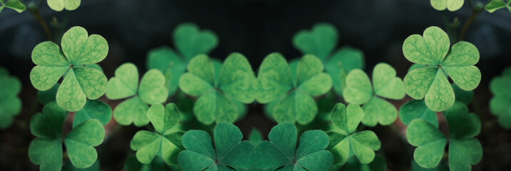 Green background with three-leaved shamrocks, Lucky Irish Four Leaf Clover in the Field for St. Patricks Day holiday symbol. with three-leaved shamrocks, St. Patrick's day holiday symbol, earth day.	