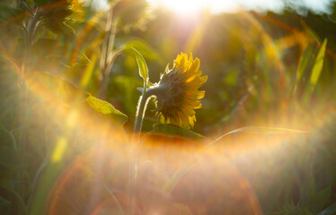 sunflowers on a field and beautiful bokeh