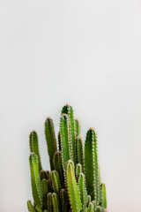 Cactus on a white background. Vertical photo. Free place