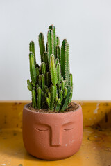 Cactus in a flowerpot on a white background. Vertical photo.