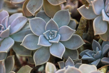 Fototapeta Graptopetalum paraguayense, a species of succulent plant in the jade plant family. Also known as a mother of pearl plant and ghost plant obraz