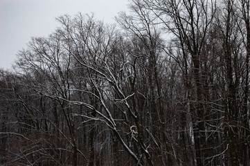 Winter landscape: bare trees covered with snow, gray sky