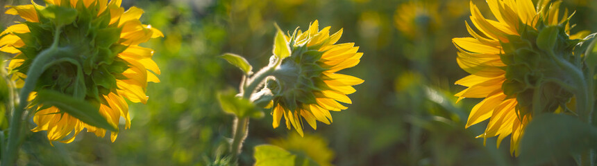 sunflowers on a field and beautiful bokeh - soft focus art picture