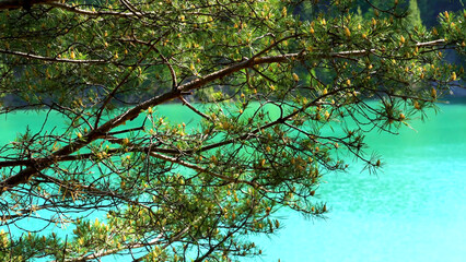 Pine tree branches swaying in the wind on breathtaking turquoise lake or river background. Stock footage. Bright landscape with coniferous tree with pinecones in front of blue water.