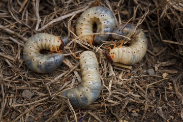 Mountain pine or bark beetle larvae, close up. Parasite destroying trees and furniture.