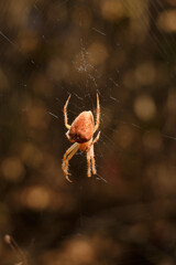 Bright orange brown spider Eriophora, a genus of orb-weaver spiders in its cobweb. Wildlife, insects world. Soft focused vertical macro