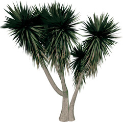 Front view of Plant (Giant yucca Yucca Guatemalensis 1) Tree illustration vector	
