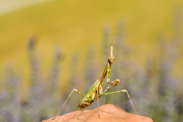 a close up of a mantis religiosa