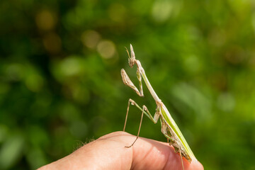 a close up of a mantis religiosa